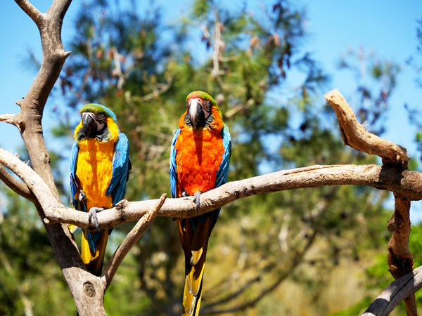 Bunte Papageien in Mallorcas Natur während einer geführten Jeep Safari